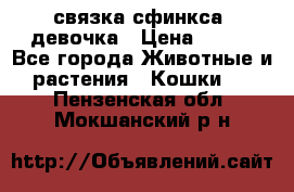 связка сфинкса. девочка › Цена ­ 500 - Все города Животные и растения » Кошки   . Пензенская обл.,Мокшанский р-н